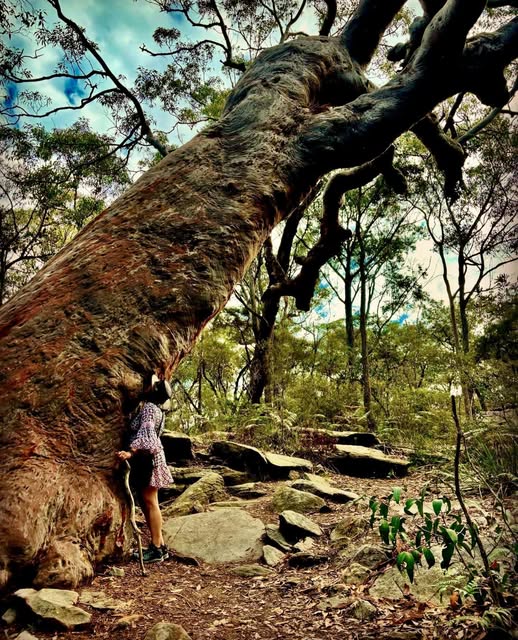 ancient australian tree with a person beside it showing huge size